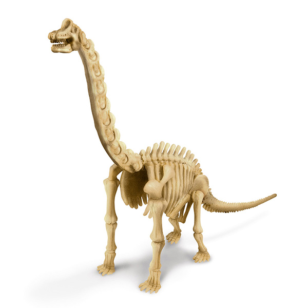 skeleton brachiosaurus